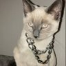 Profilbild von CHROME