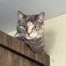 Mari La Gata Racing😺's profile picture