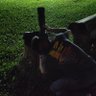 Niksen profil fotoğrafı