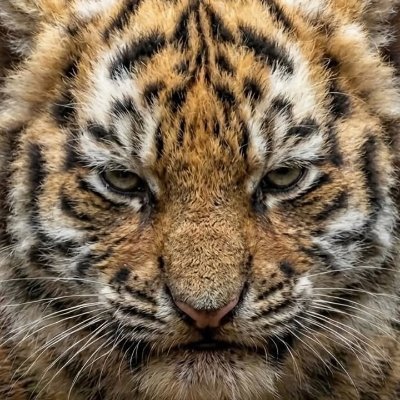 Desiree90738216's profile picture