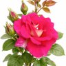 Mohammad Haroon's profile picture