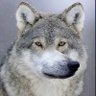 こーんふれーく's profile picture