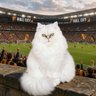 Mr Matchmaker 🏴 profil fotoğrafı
