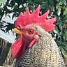 Profilbild von 鳥