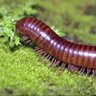 Фото профиля John Millipede