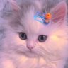 ‏ريما الشريف's profile picture
