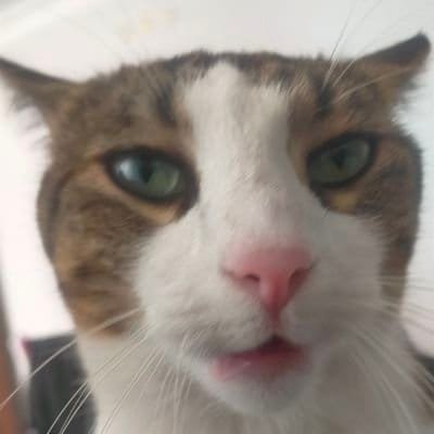 pavlovunkedisi0's profile picture