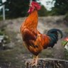 Фото профиля HOROZ BEY