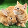 X Tiny paws 🐈 的头像