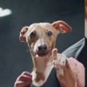 Profilbild von Cão