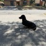 WeinerDog44 的头像