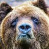 Varnaut's profile picture