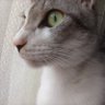 4430(長友入ってないインテル入ってる。)'s profile picture