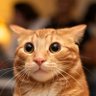 lil meow meow :3's profile picture