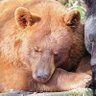 bear.district🥩's profile picture