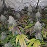 CavemanCannabis420's profile picture