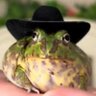 Sapo Capa Preta das Almas's profile picture