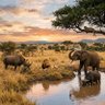 WildlifeDecoded 的头像