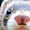 Ferretstare profil fotoğrafı