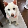yukie 的头像
