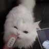 我保證天使只是偶然有點坏 profil fotoğrafı