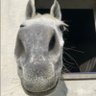 Tetê. 🇵🇹 🌻🪷🌵🐎🐈🐈⬛🇧🇷's profile picture