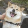 柴犬オルカのママ 的头像