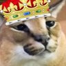 Profilbild von Not Floppa