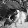 suno's profile picture