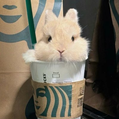 X rabbit 🐰's profile picture