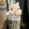 Profilbild von X rabbit 🐰