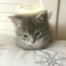 Yori's profile picture