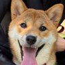 柴犬みりん🐾 profil fotoğrafı