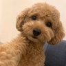 そこら辺の米's profile picture