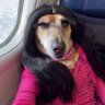 Profilbild von หม่อมแม่..รักเมะ..หมาเด้น.. 🐶🤏