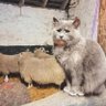 Фото профиля Добрый Кот