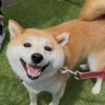 しば 的头像