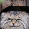 medjed无为圆猫's profile picture