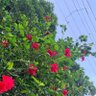 Фото профиля ലൈലാകം