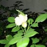 FraScha's profile picture
