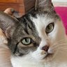 Chjara Stella ✨✝️ 🇫🇷 profil fotoğrafı