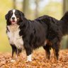 謙虚犬's profile picture