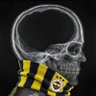 kanaryaterbiyecisi 🦁's profile picture