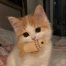 姜姜 profil fotoğrafı