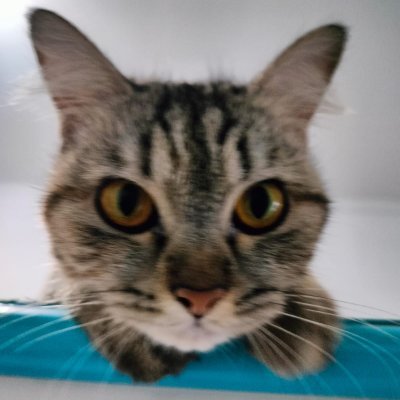TKlojl's profile picture
