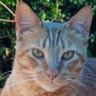 Randy 🇺🇾🧉歐陽's profile picture