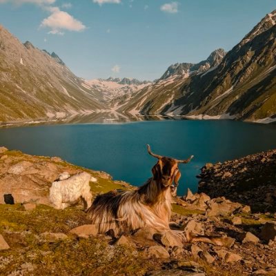 Salar Kashmiri's profile picture