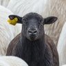 Profilbild von Black Sheep
