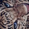Profilbild von 🐆