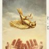 Gilded Finch 的头像